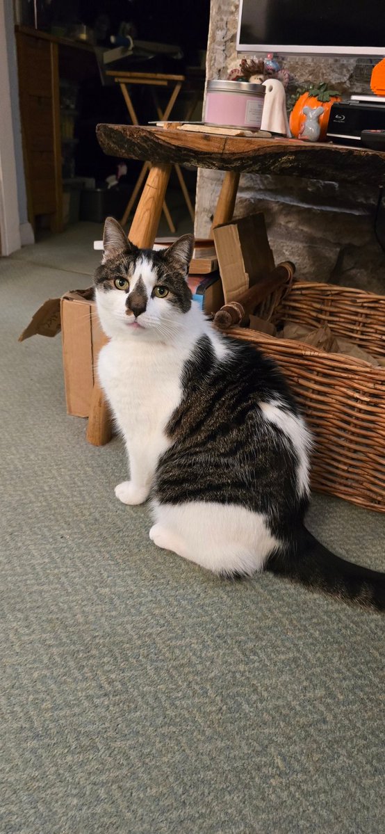 Germander Speedwell tweet media