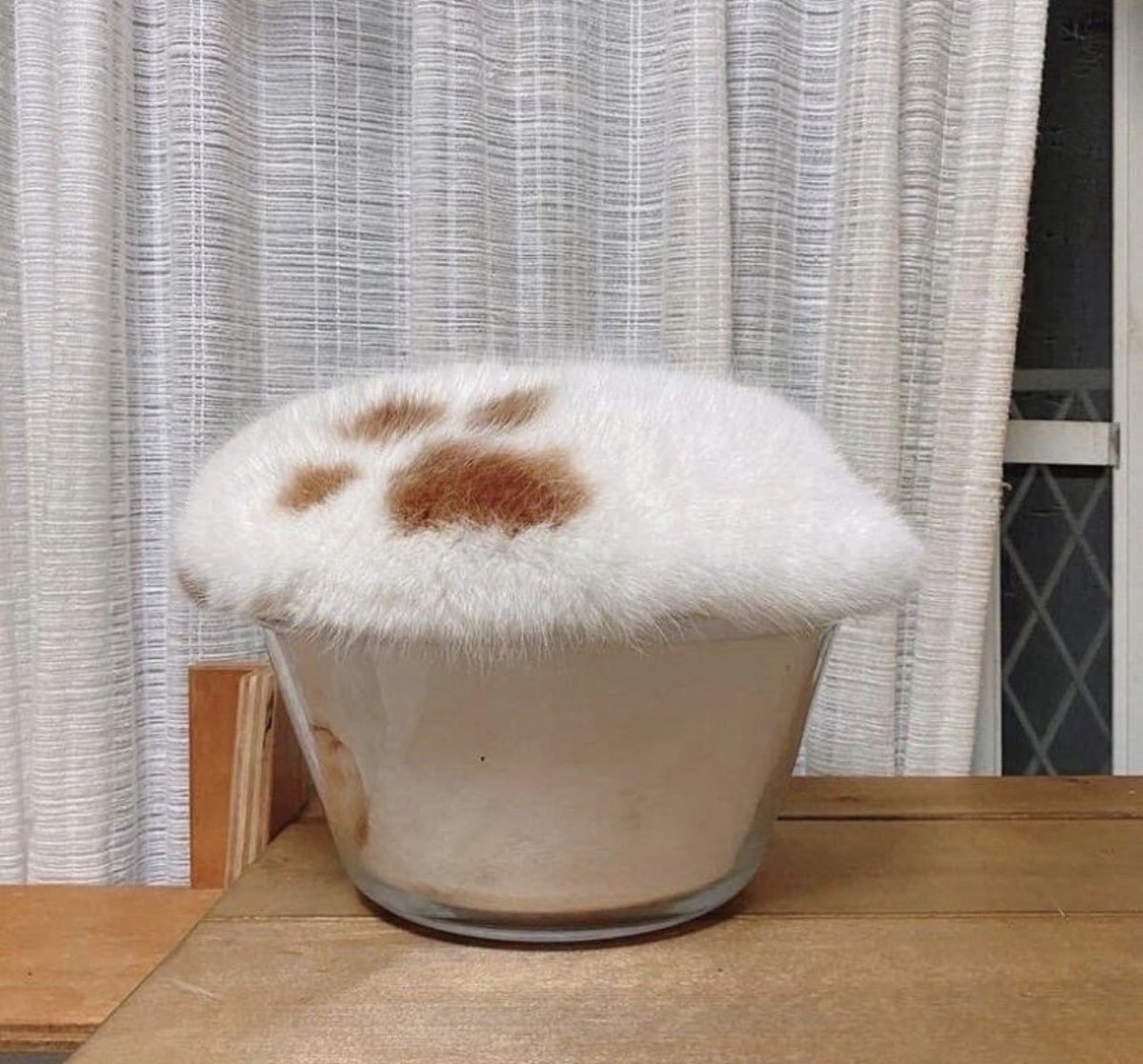 고양이는 왜 이럴까 tweet media