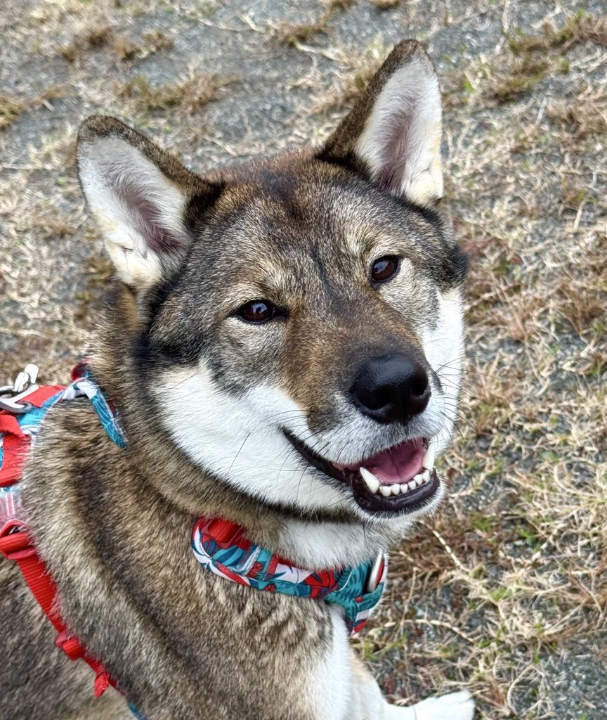 🦀四国犬 瑠希🐟 tweet media