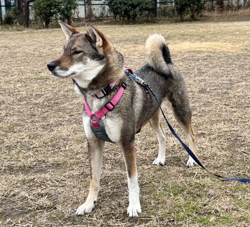 🦀四国犬 瑠希🐟 tweet media