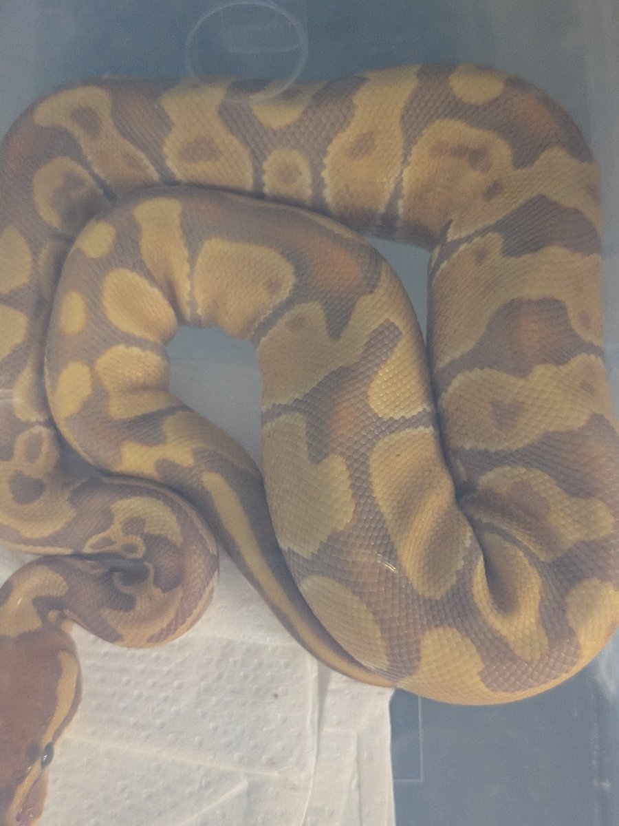 SecretBase tweet media