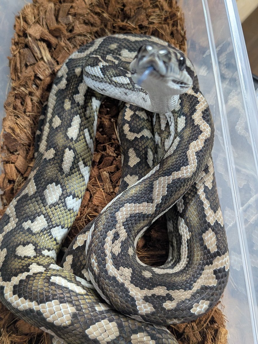 SecretBase tweet media