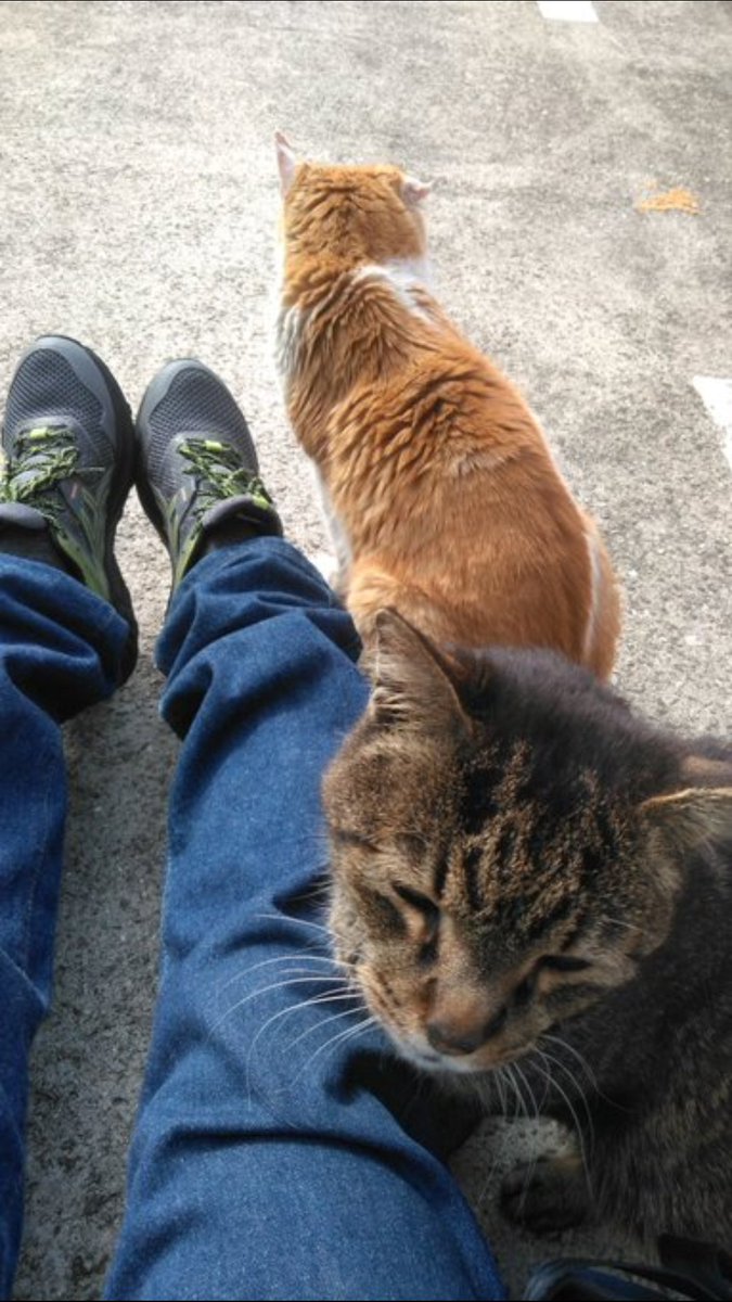 平屋ゲイツ tweet media