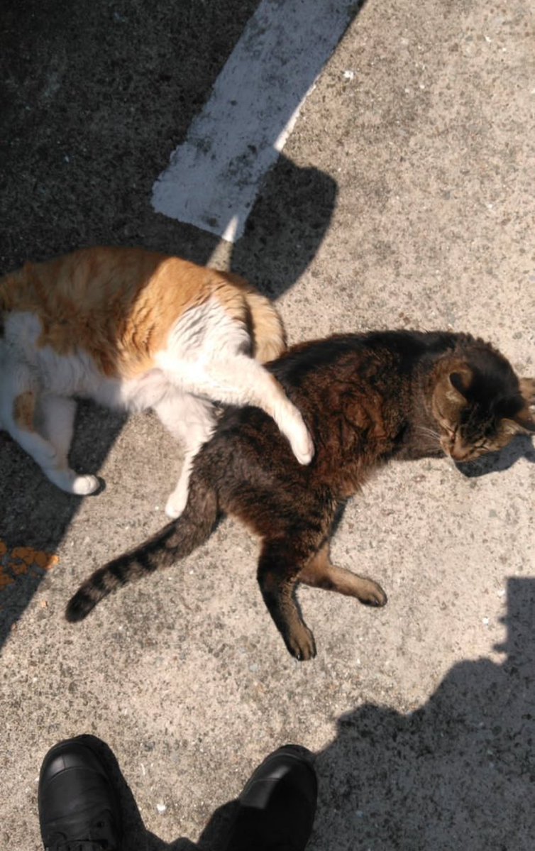 平屋ゲイツ tweet media