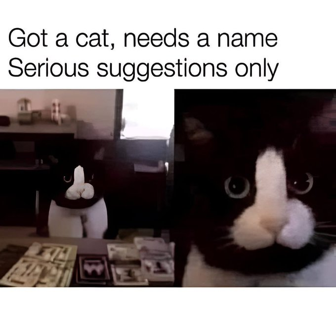 chaotic memes tweet media