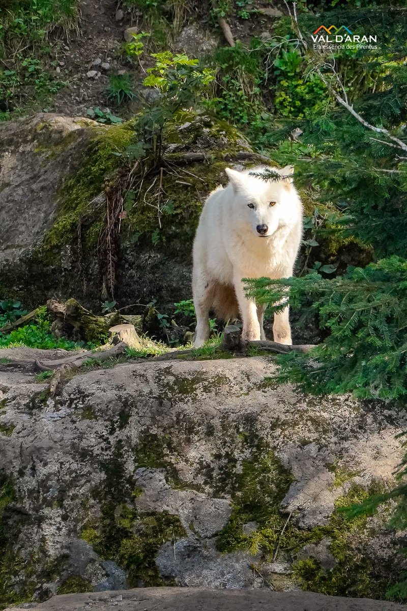 Val d'Aran tweet media