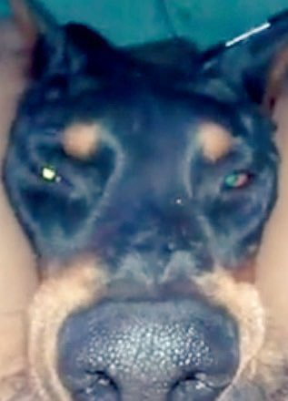 Dobercult's tweet photo. praise dobe!! https://t.co/7CkLY746Or
