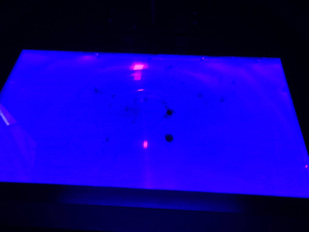 にゃお tweet media