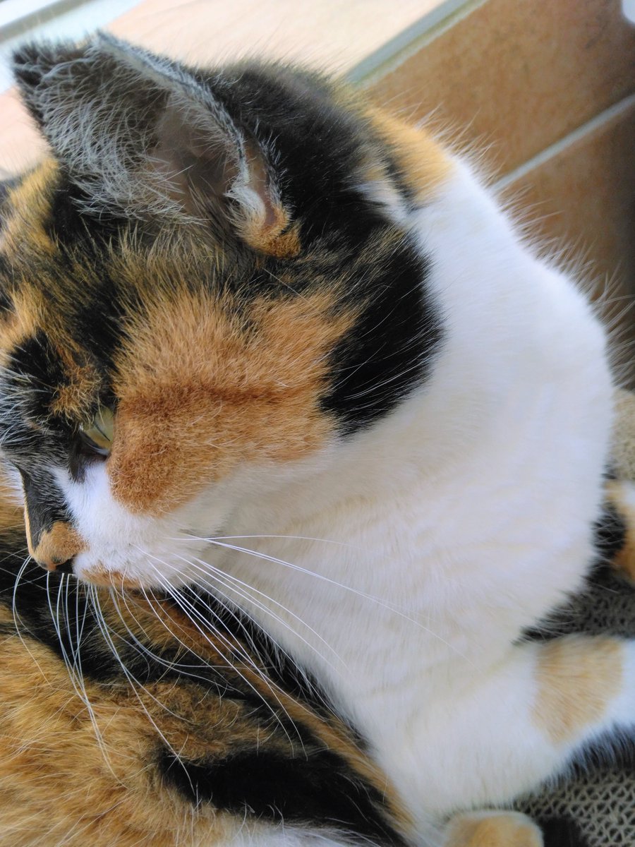 ふぃんど tweet media