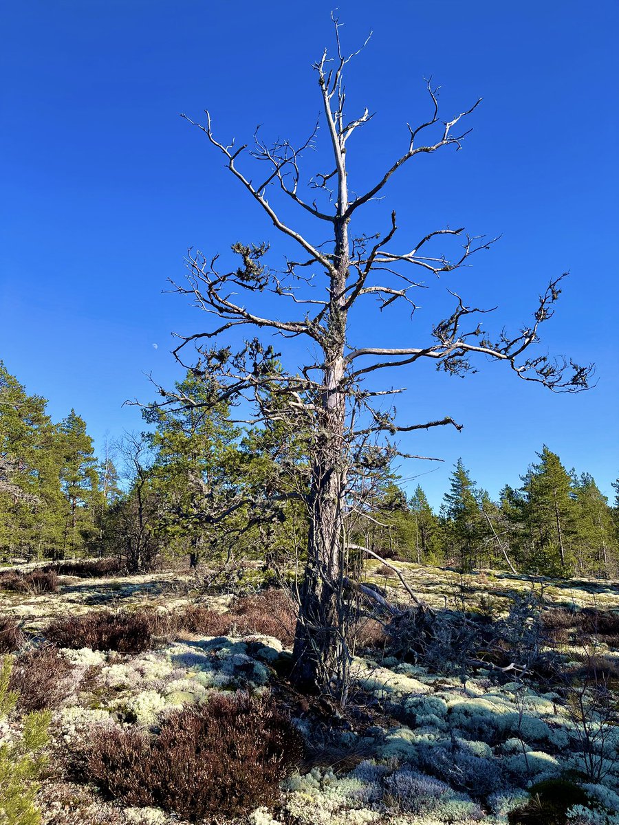 Satu Karlin 🕊 tweet media