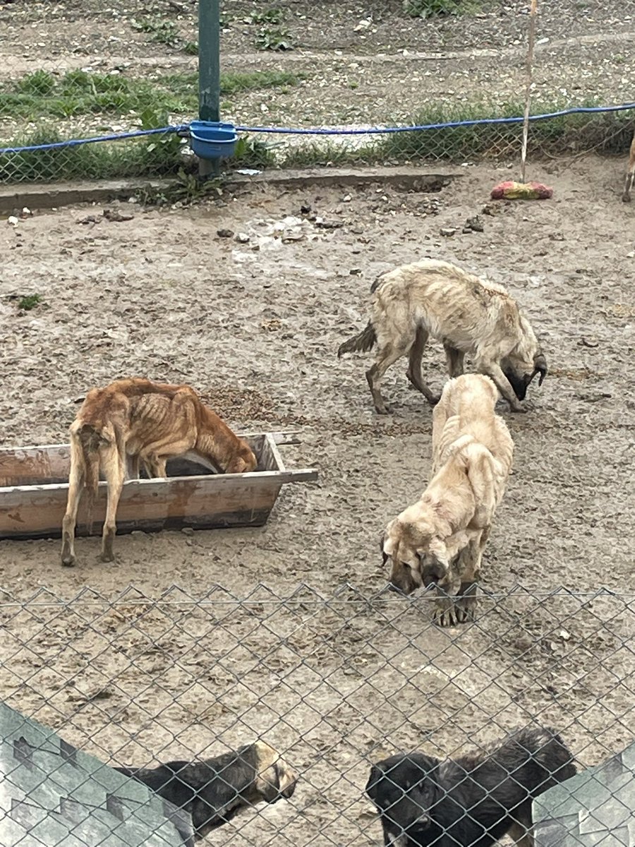 Dodo Der tweet media