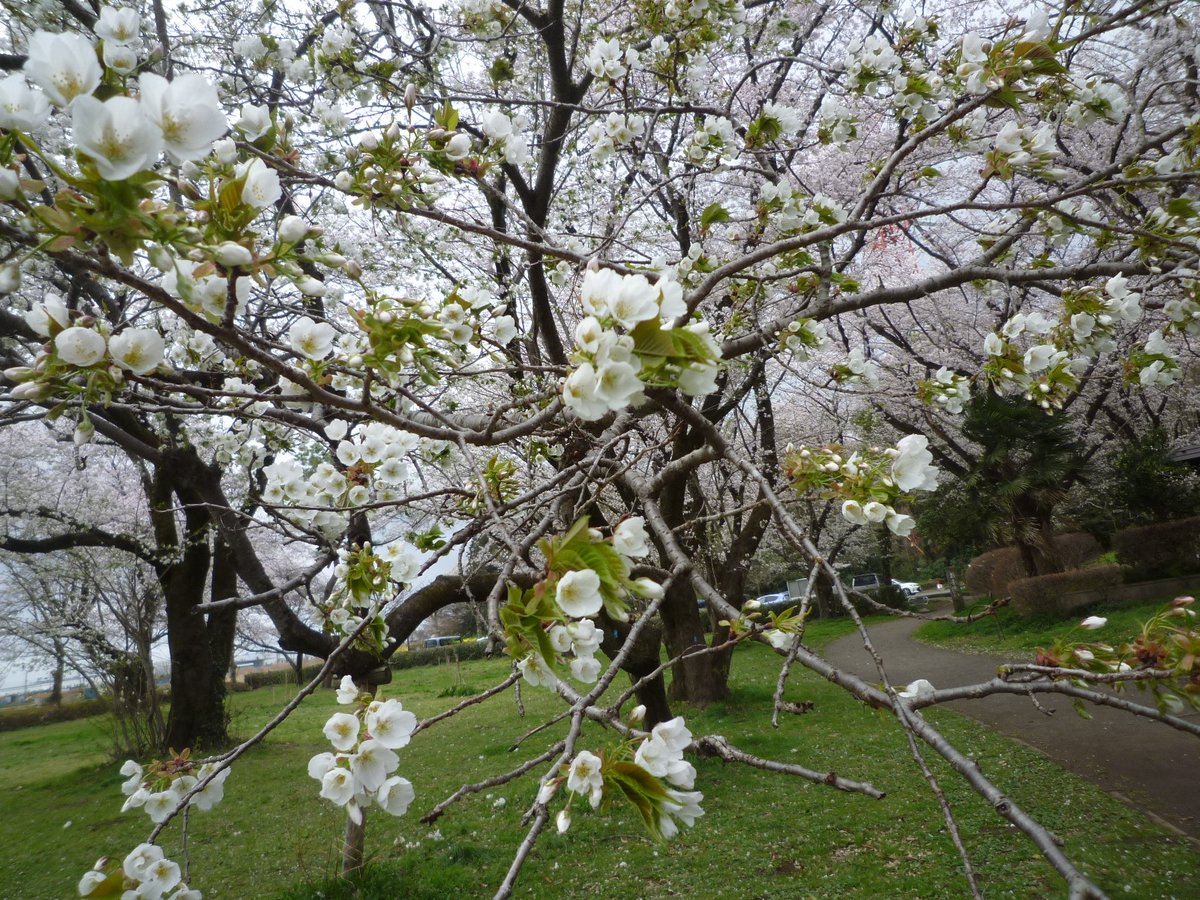 本日は、午前中から強風です。桜の園は花吹雪です。ソメイヨシノは満開です。オオシマザクラも咲き始めています。
#智光山公園 #都市緑化植物園 #植物園 #埼玉県 #狭山市 #さやまのはなさく #桜 #桜の園