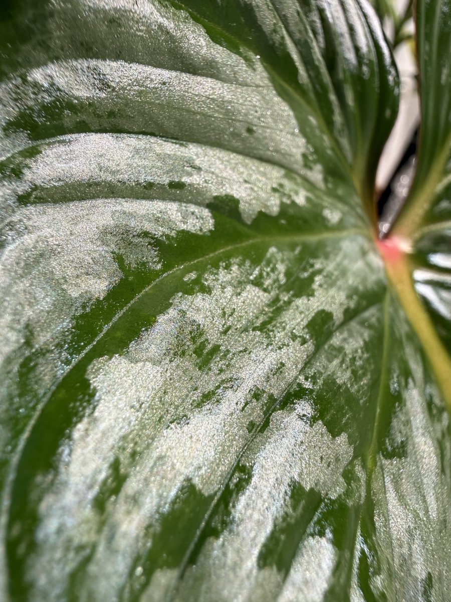 cobatch111's tweet photo. この植物の葉が出来る過程でこの位のタイミングが凄く綺麗

葉が固まってくると色艶やラメ感が少し落ち着くよ https://t.co/8G7viI79Aq