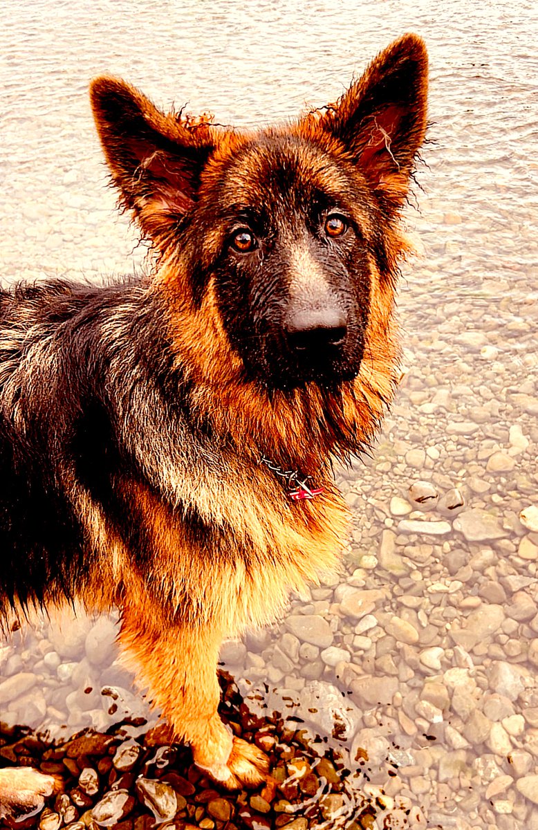 Dame Jane tweet media