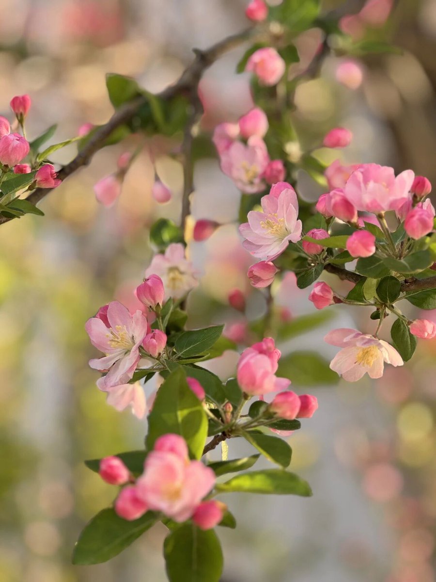 Olivia（💯互fo🇨🇳） tweet media