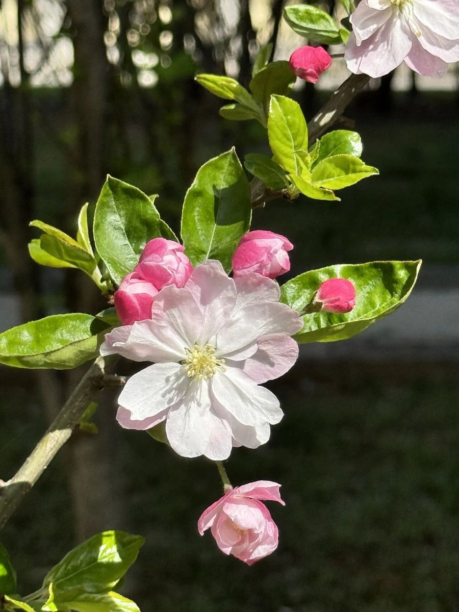 Olivia（💯互fo🇨🇳） tweet media