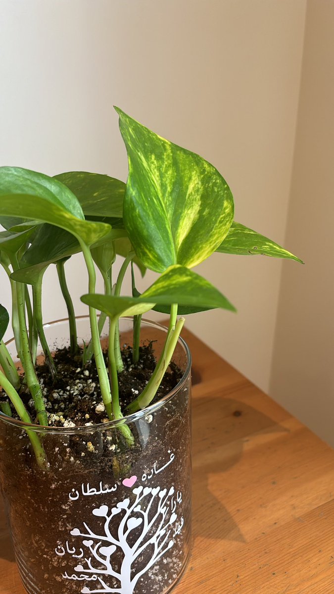 لمارينا tweet media