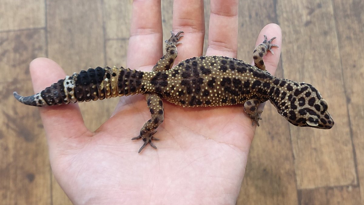 JHスタッフ tweet media