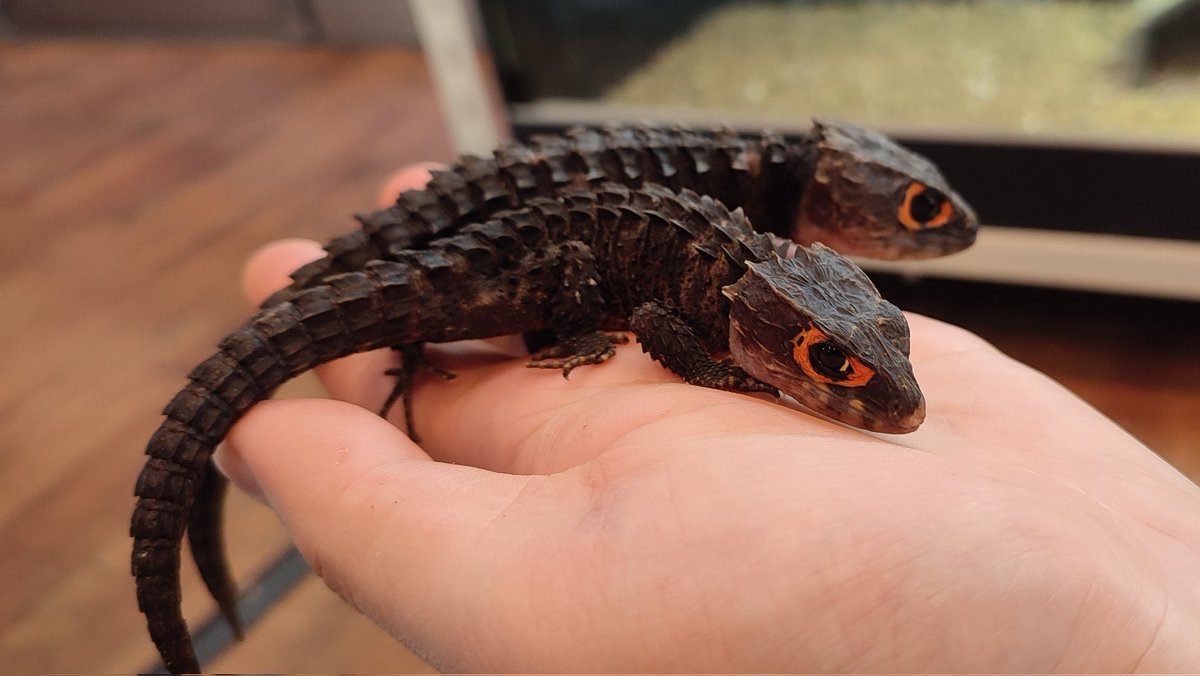 JHスタッフ tweet media