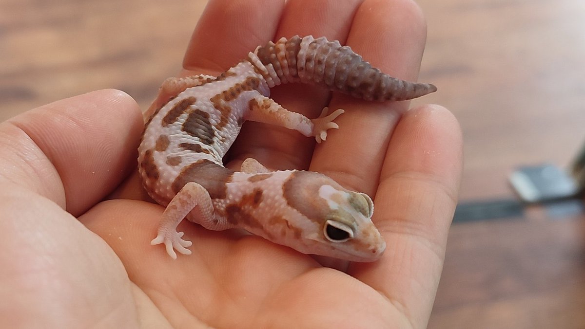 JHスタッフ tweet media