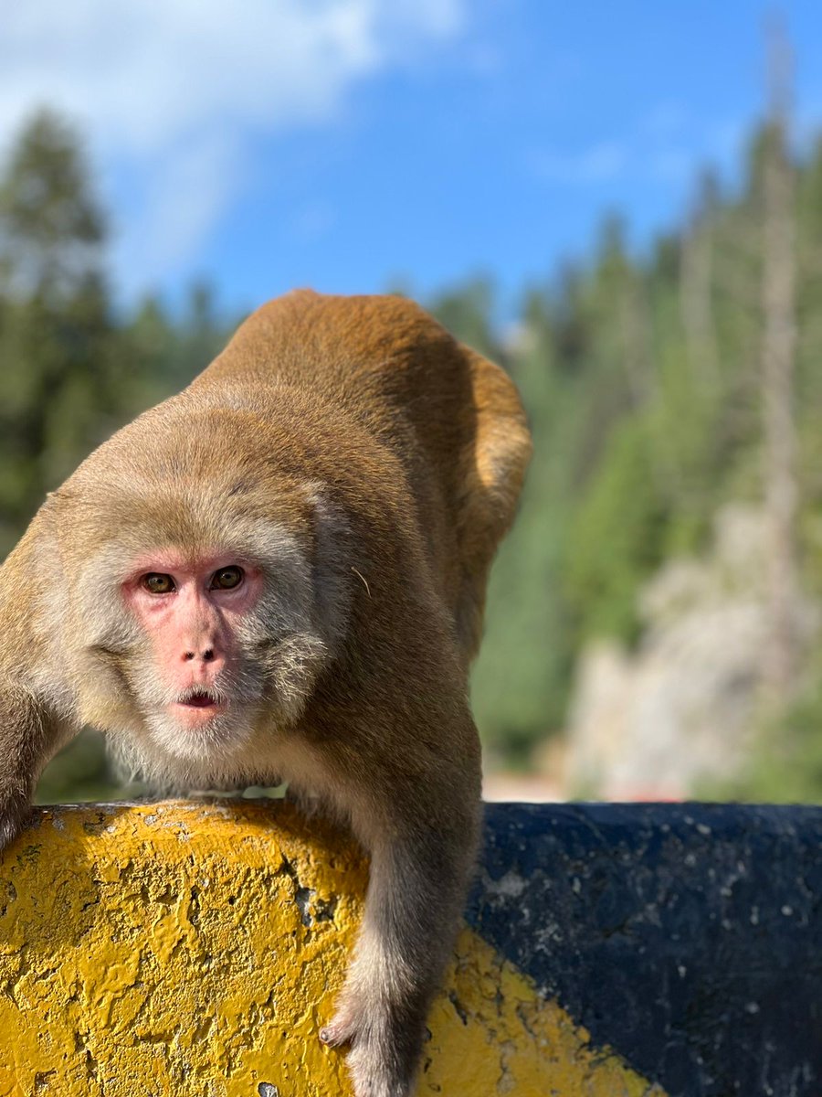 Burhan Mughal tweet media