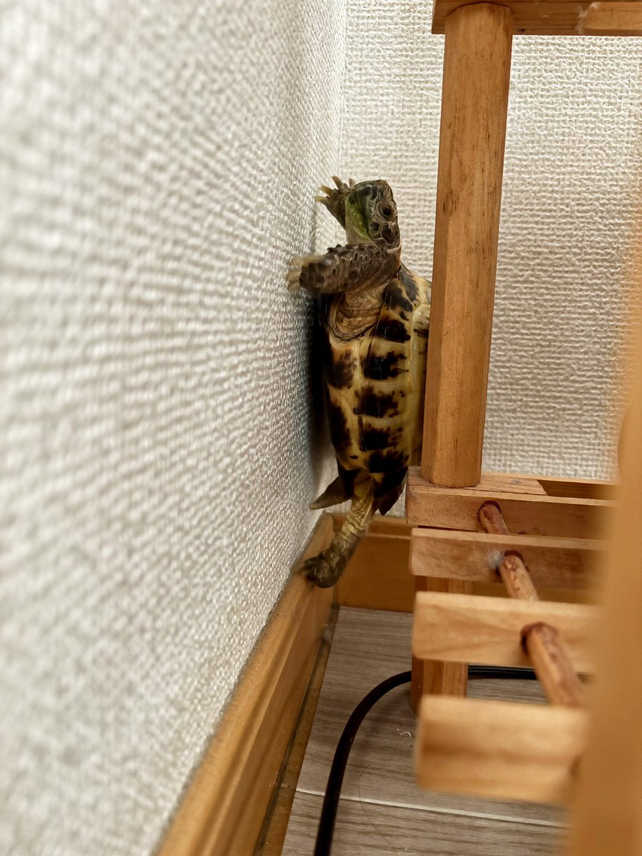 ガザゴソなにかしてると思ったら🤣