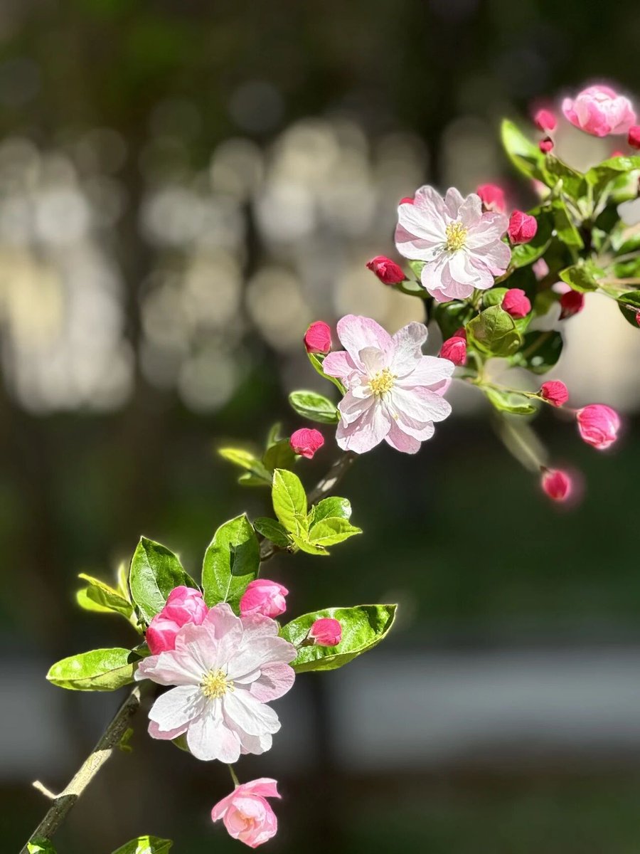 Olivia（💯互fo🇨🇳） tweet media