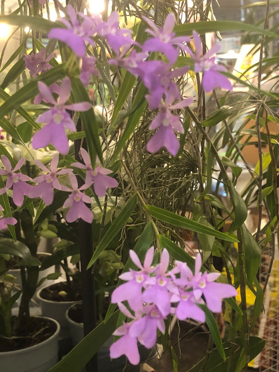 Pascal.G 💎⭐💖♎🕉️ tweet media