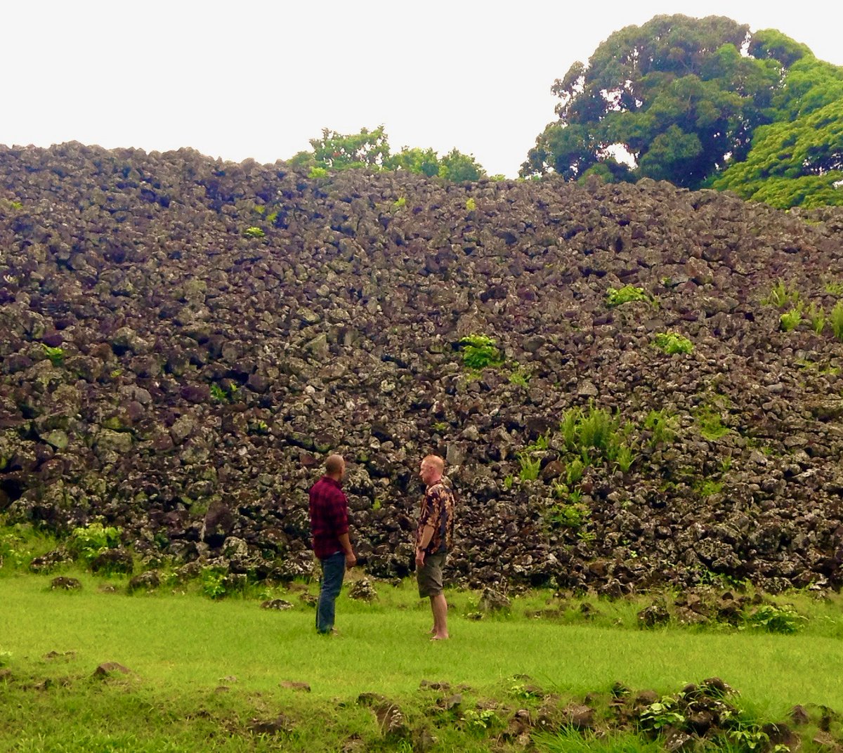 Free Hawaii tweet media