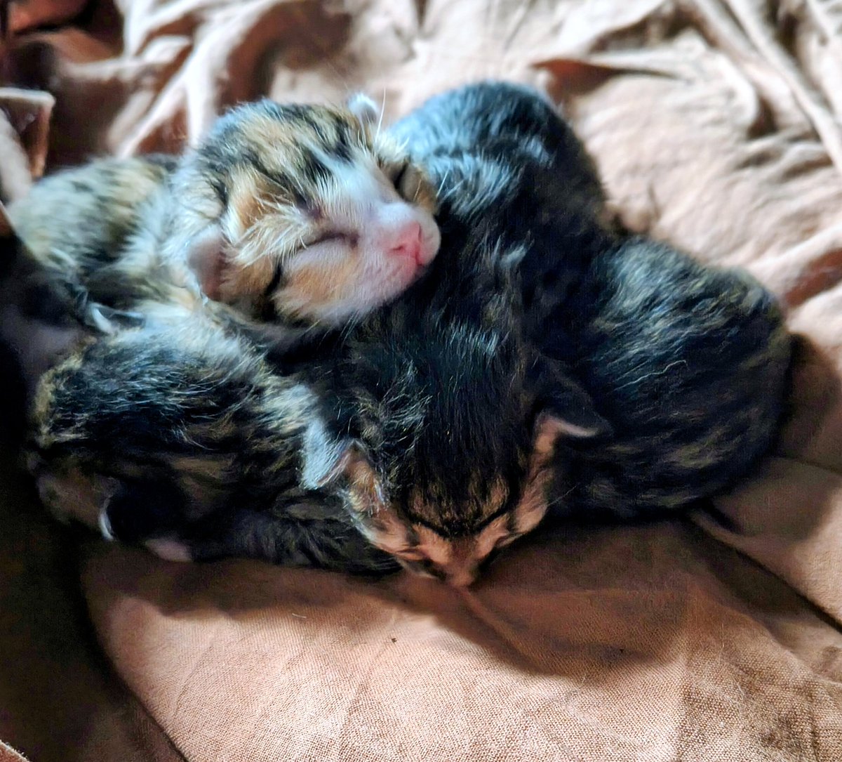 The_Greek_Muse tweet media