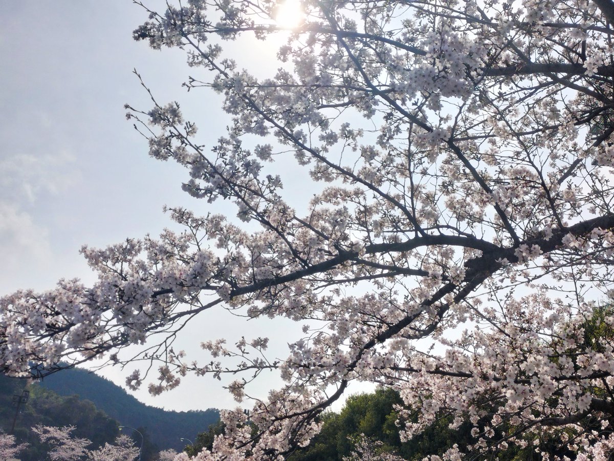 🐬いるか🐬　🐴🍶♨🐈🍜 tweet media