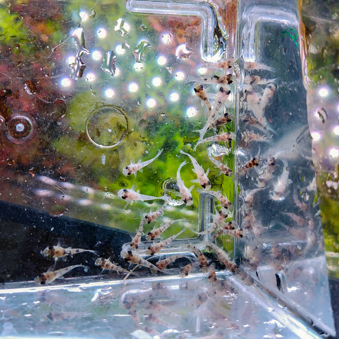 ウイステリア/水槽屋.com tweet media