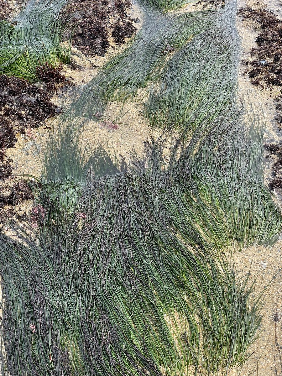 liv 🌲 tweet media