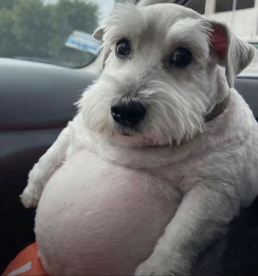 🧙‍♂️Wasp tweet media