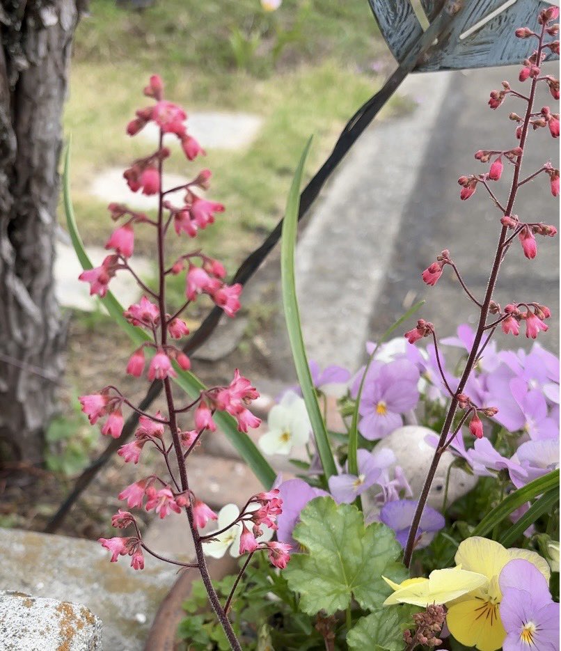 Pii！no tweet media