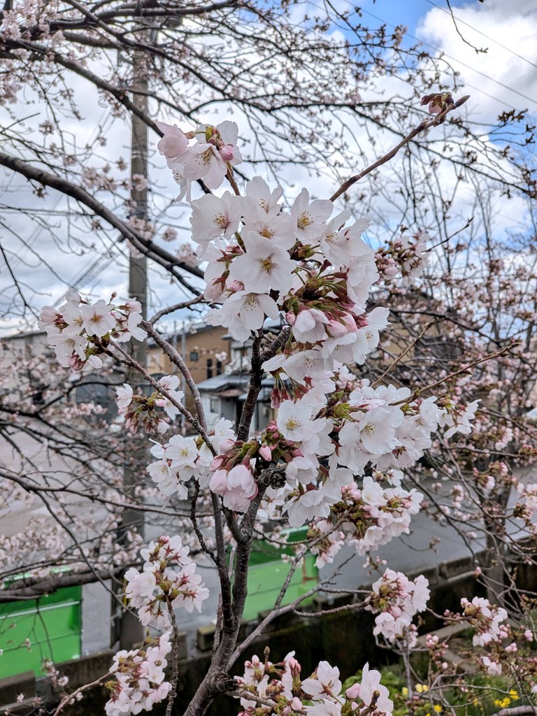 ほってぃー(東馬 葵) tweet media