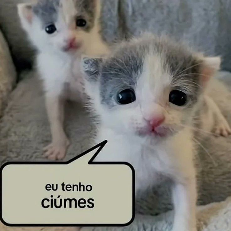 perfil dedicado a gatinhos e peitos tweet media