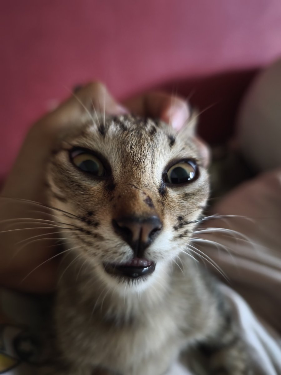 幸運児 • Les bahasa Jepang⛩️ tweet media