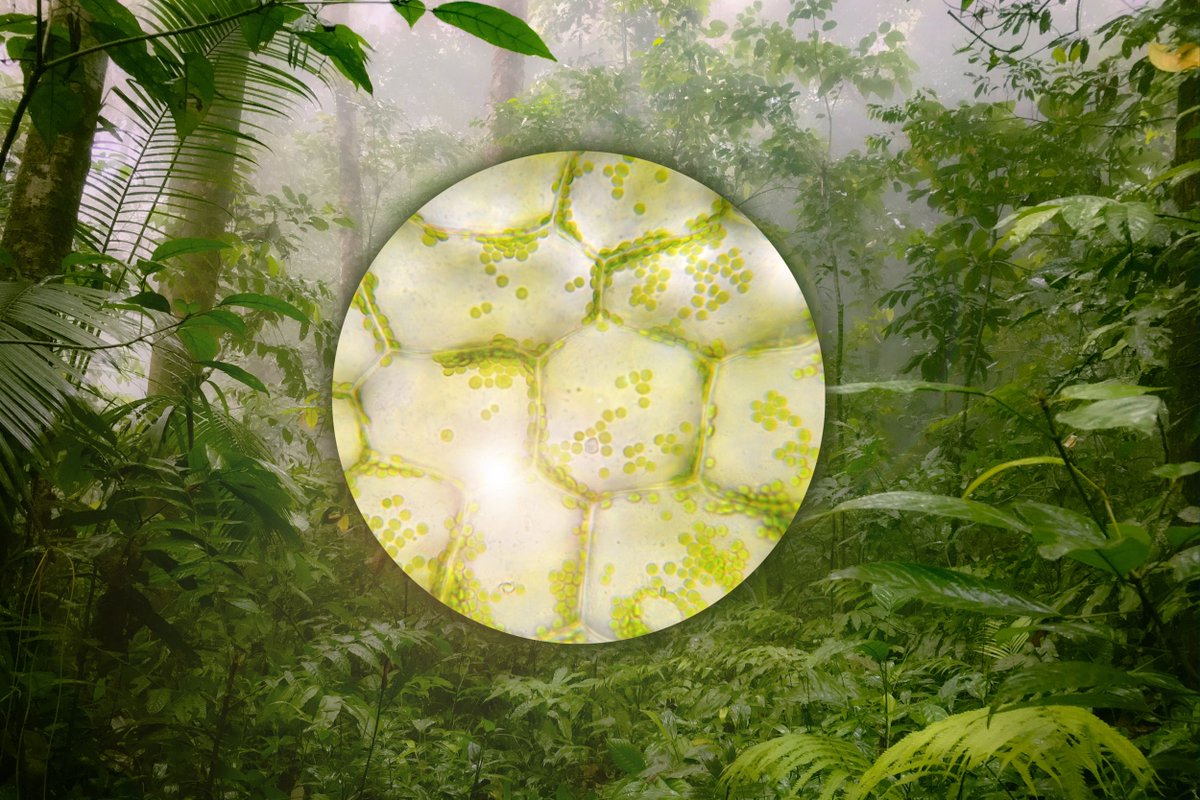 Ronald_vanLoon's tweet image. Designing a more resilient future for plants, from the cell up
by Ivan Mehta @TechCrunch

Learn more: bit.ly/405wyND

#EmergingTech #Technology #Innovation