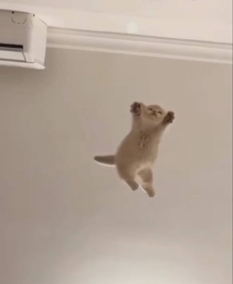 hrjboo🍄 tweet media