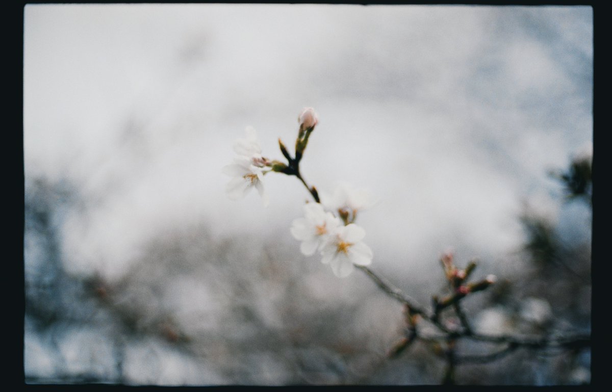 SunriseCamera's tweet photo. Nikon F3×Ai-s Nikkor 50mm F1.4
現像はナツソマレフィルムラボ(@natsusomarefilm) さんにお願いしました📷

一コマずつ、ゆっくり眺めていたら 
「これ、ほんとうに自分が撮ったんだっけ」と 
なんだか、いい意味で疑いたくなってしまった。
いいカメラと、いい仕事。 https://t.co/Ah19RqkhQG