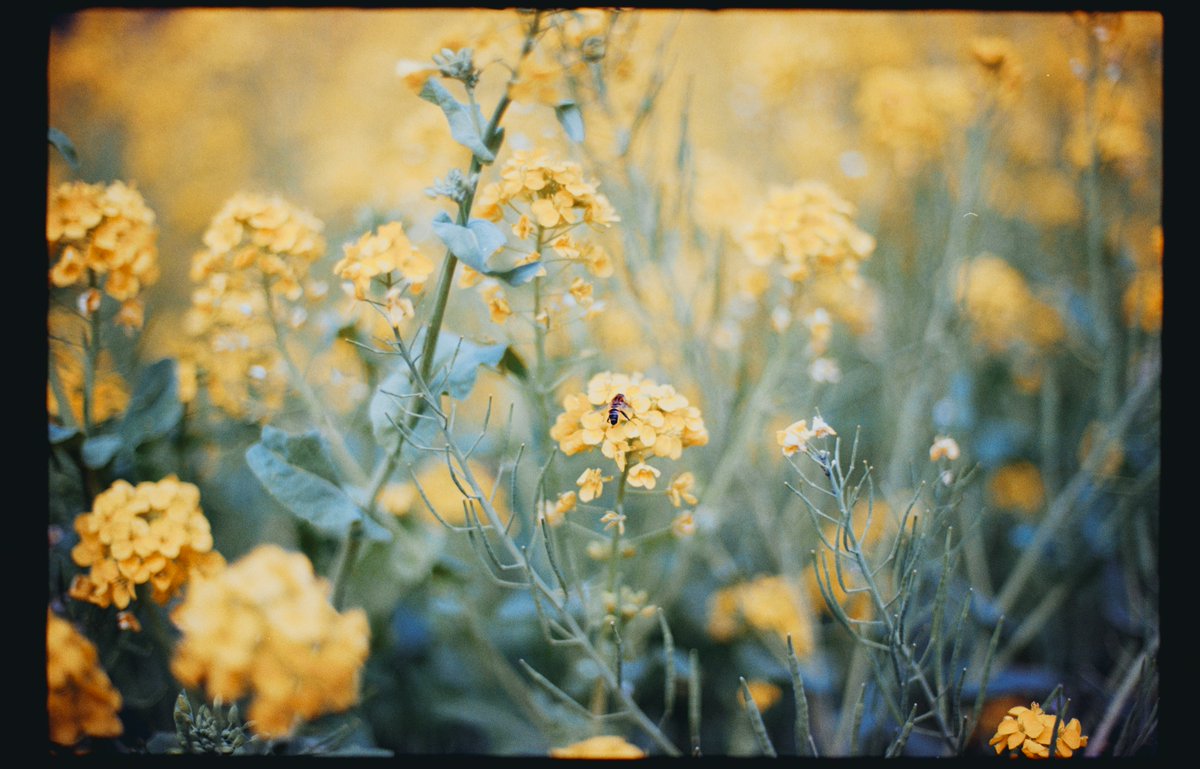 SunriseCamera's tweet photo. Nikon F3×Ai-s Nikkor 50mm F1.4
現像はナツソマレフィルムラボ(@natsusomarefilm) さんにお願いしました📷

一コマずつ、ゆっくり眺めていたら 
「これ、ほんとうに自分が撮ったんだっけ」と 
なんだか、いい意味で疑いたくなってしまった。
いいカメラと、いい仕事。 https://t.co/Ah19RqkhQG