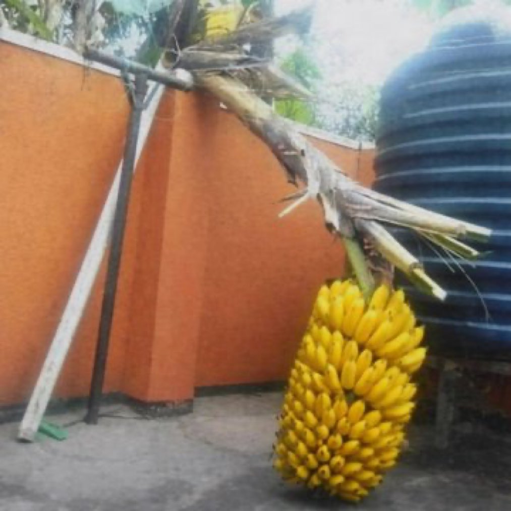 Dennis PiQue tweet media