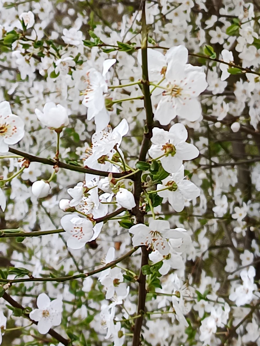 __mr__musk_'s tweet image. Let us celebrate spring 🌱 
Nature's way of saying "Hello"
#GoodMorningХ #hello #springtime #nature #celebration #flowers #bloom