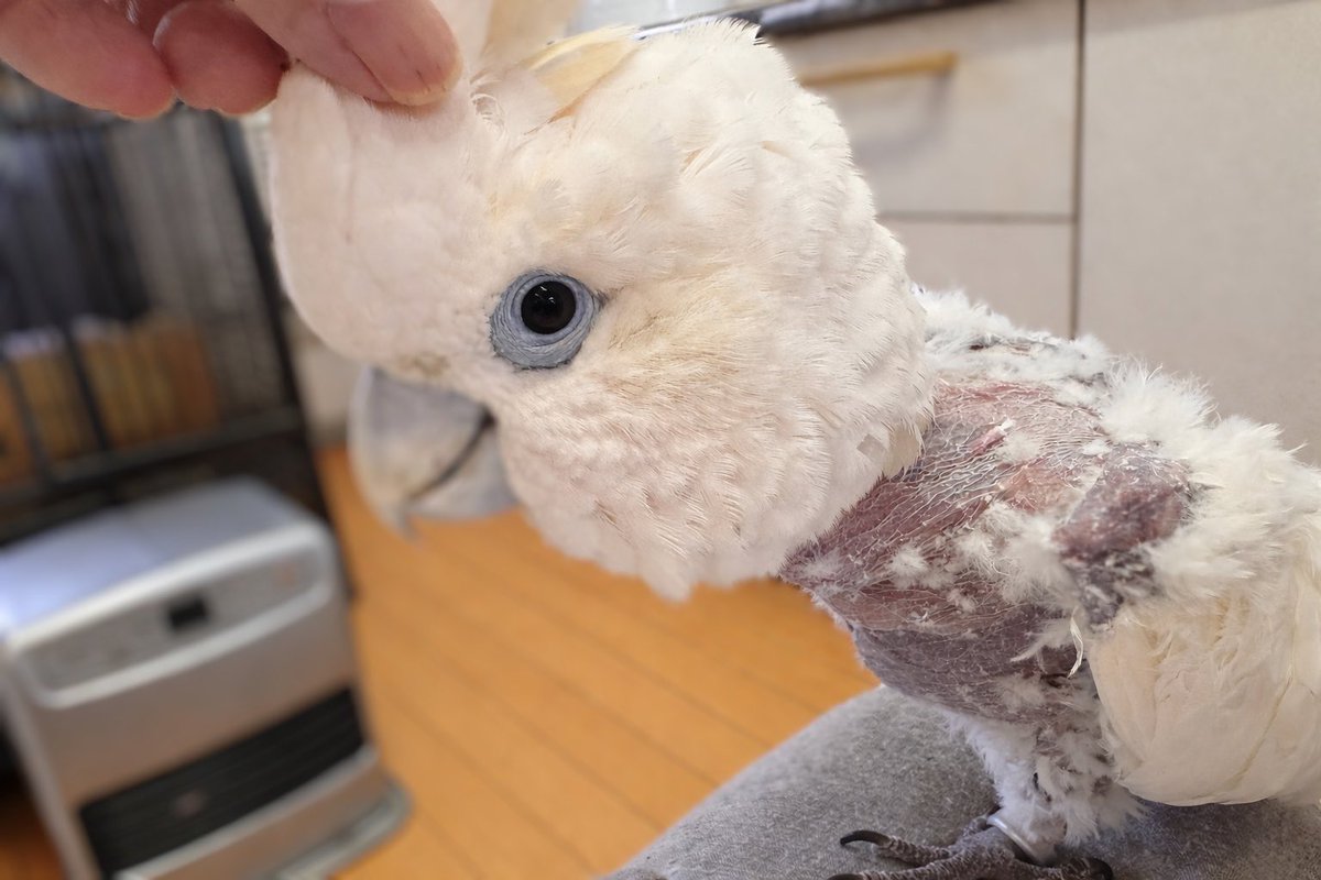 okui_chan tweet media