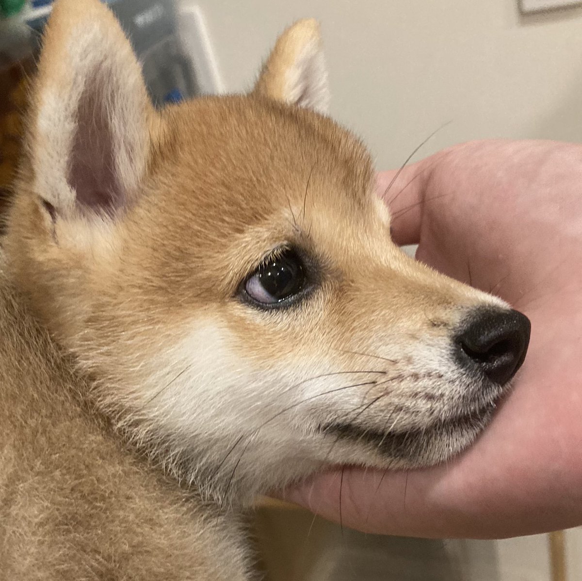 豆柴ちっくん tweet media