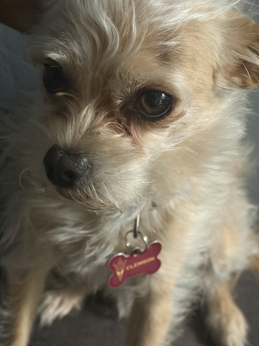 sundevilemily's tweet image. Clemson pic of the day #phxkrugerdogs #chipoo #dogphotography #puppy #lilclemson @DogsPhx16964