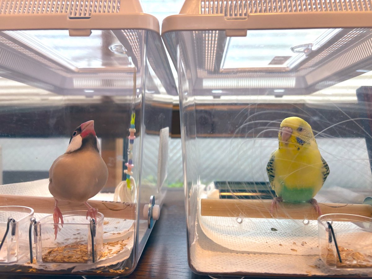 みいたろう(ハムハムほっぺママ) tweet media