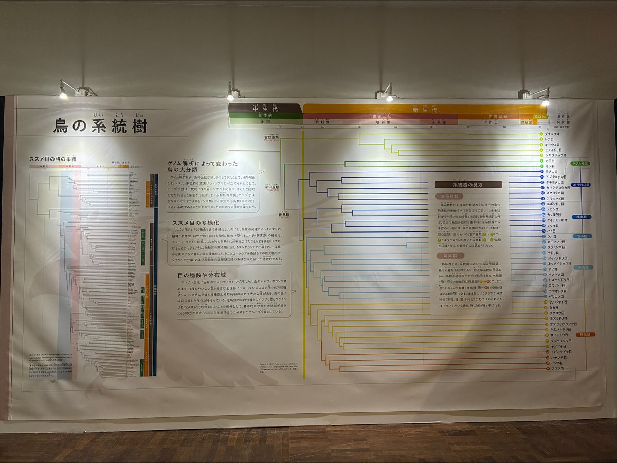 世界中の鳥の標本を一度に堪能できる貴重な展示。遺伝子解析によって