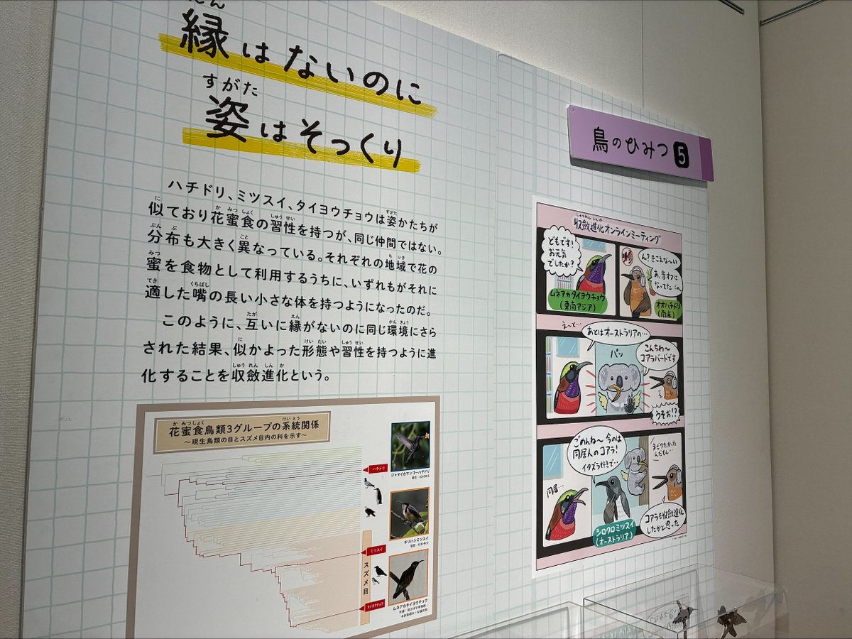 世界中の鳥の標本を一度に堪能できる貴重な展示。遺伝子解析によって